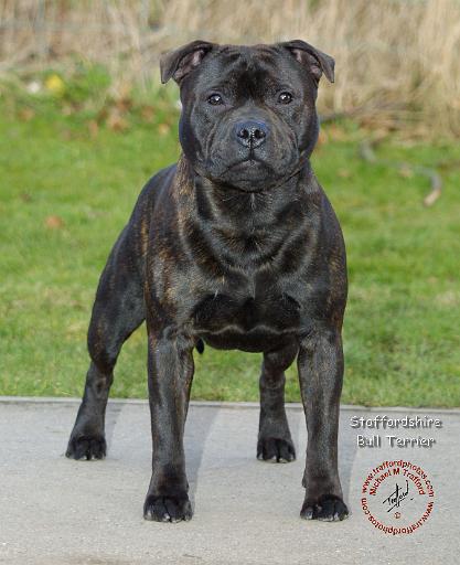 Staffordshire Bull Terrier 9C089D-25.JPG
